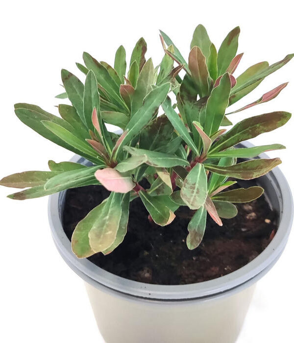 Euphorbia Amygdaloides Purpurea