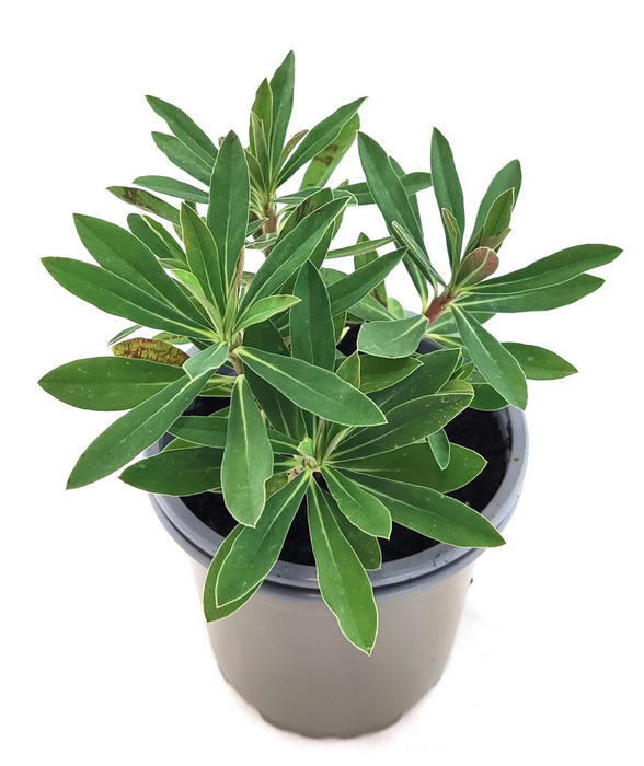 Euphorbia X Martinii Tinytum