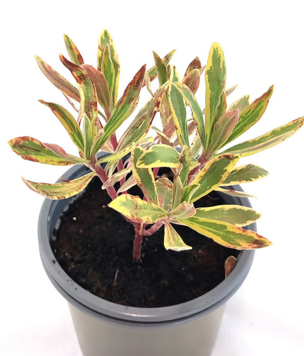 Euphorbia X Martinii Ascot Rainbow