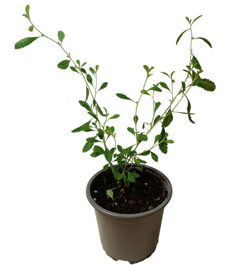 Damiana hoja pequeña