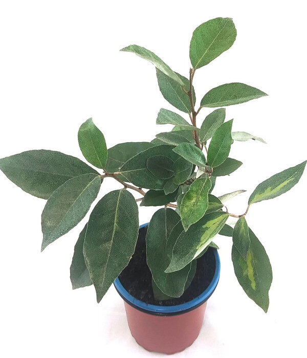 Elaeagnus ebbingei