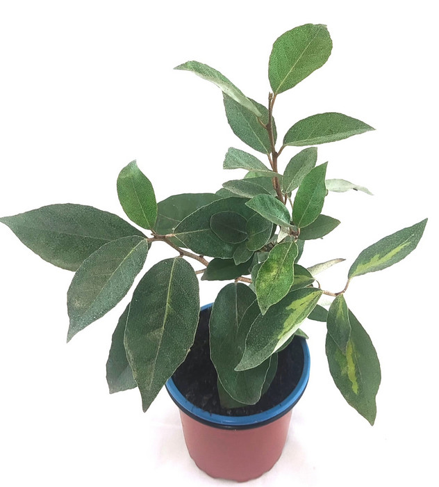 Elaeagnus ebbingei