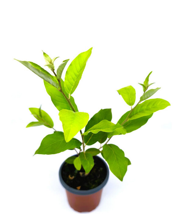 Eleagno fruta comestible amarilla fortunella