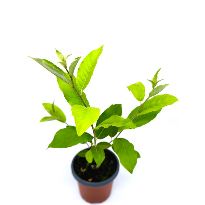 Eleagno fruta comestible amarilla fortunella