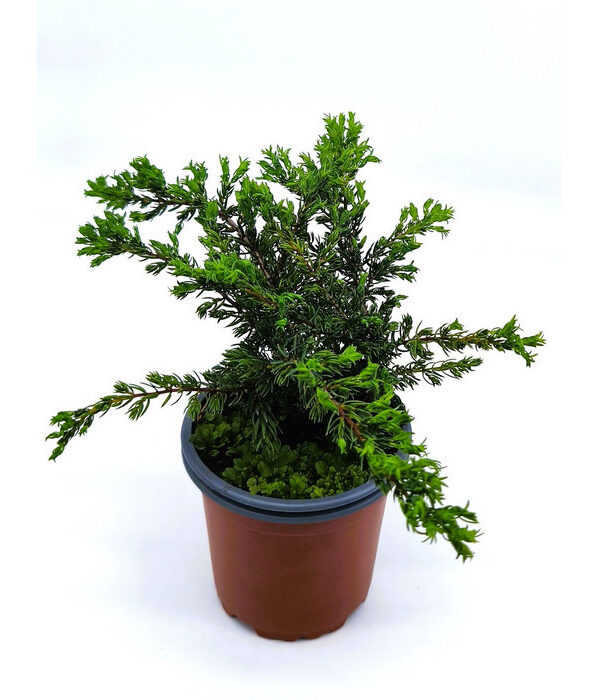 Enebro rastrero verde