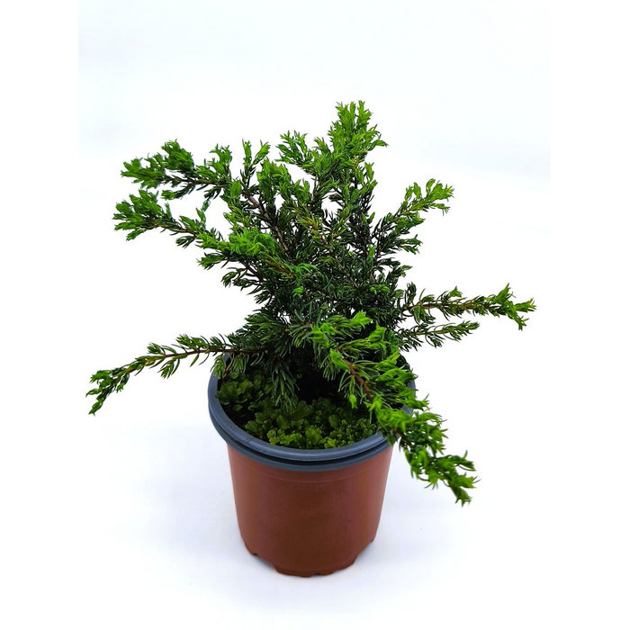 Enebro rastrero verde