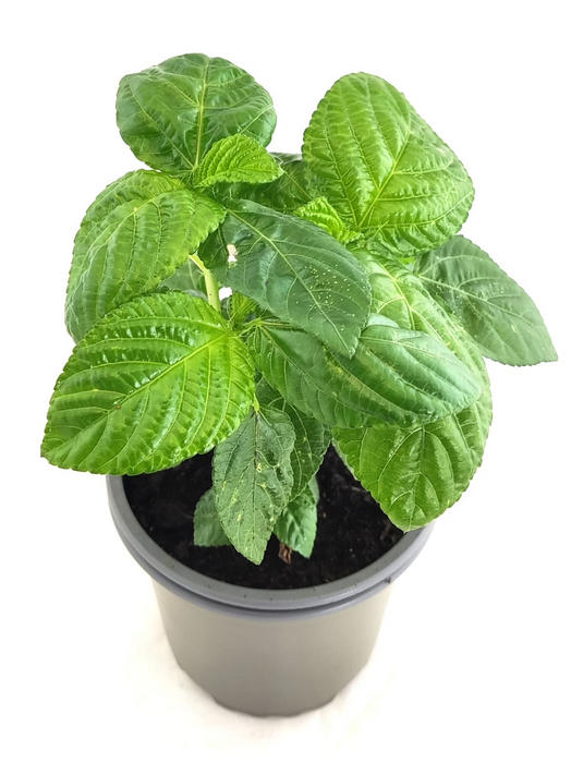 Espinaca del Líbano