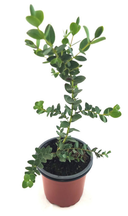 Eucalipto de hoja pequeña