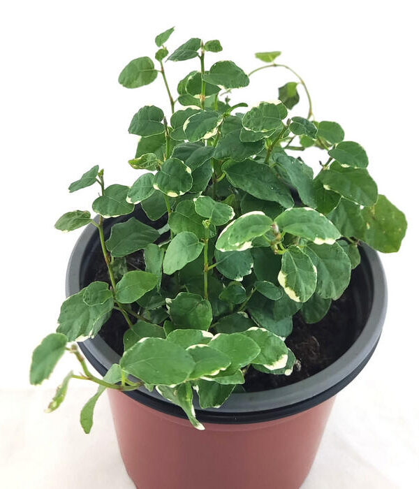Ficus sunny