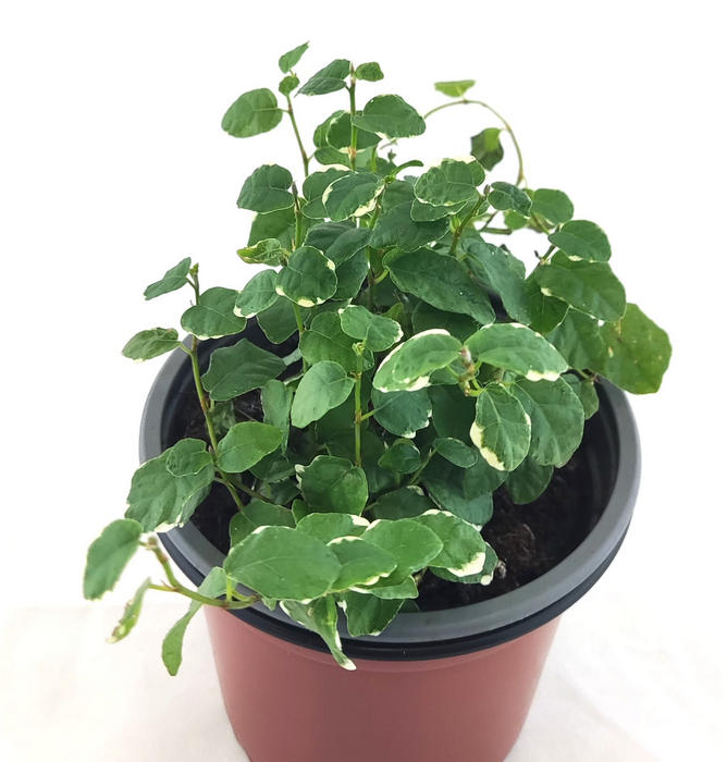 Ficus sunny