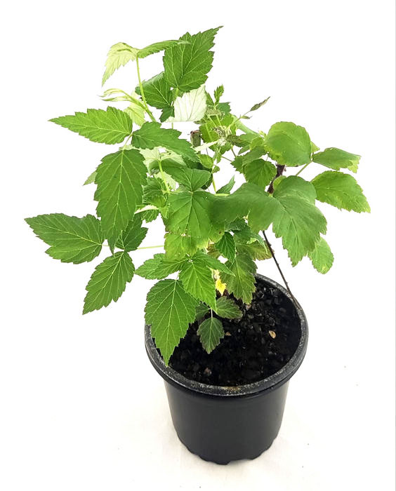 Frambuesa negra "Black Jewel"