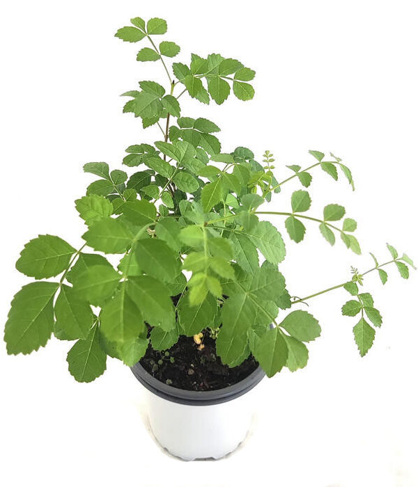 Fresno de hoja estrecha