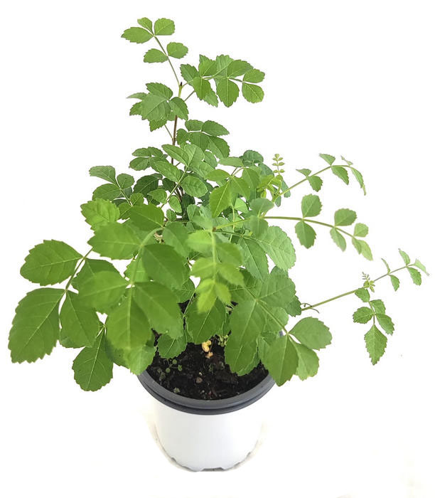 Fresno de hoja estrecha