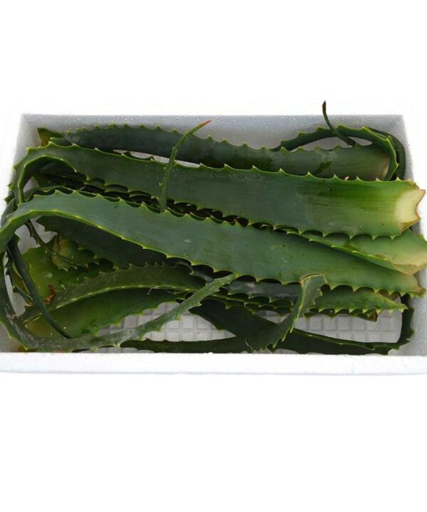 Aloe arborescens o pulpo hojas frescas