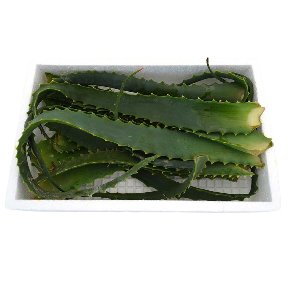 Aloe arborescens o pulpo hojas frescas