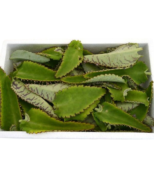 Kal. daigremontiana hojas frescas
