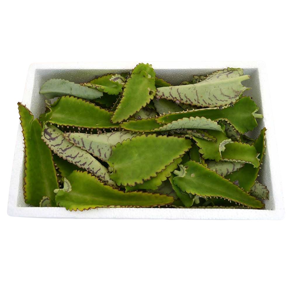 Kal. daigremontiana hojas frescas