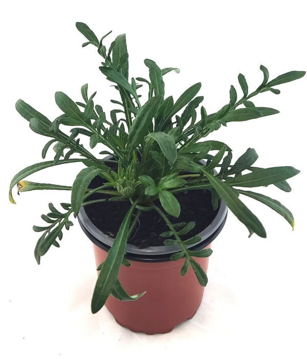 Gazania flor mix