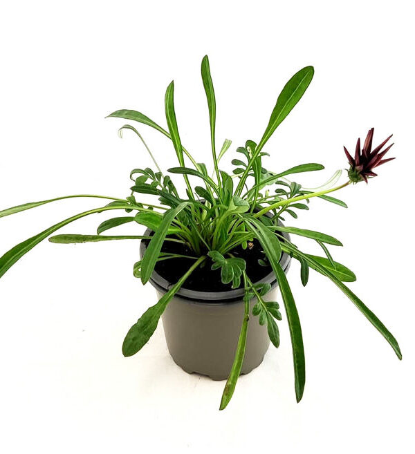 Gazania impresa roja