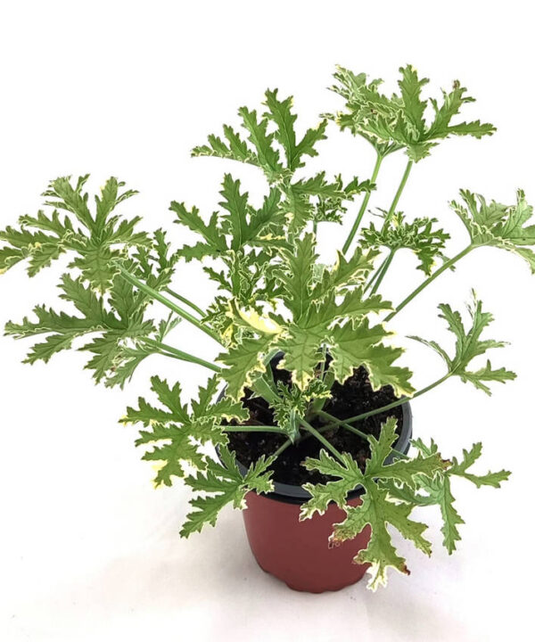 Geranio olor menta