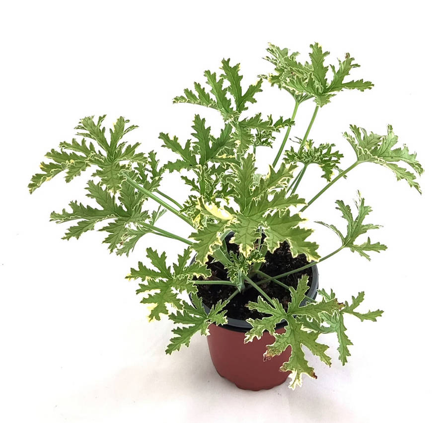 Geranio olor menta