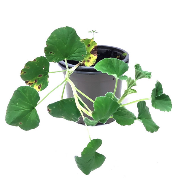 Geranio medicinal