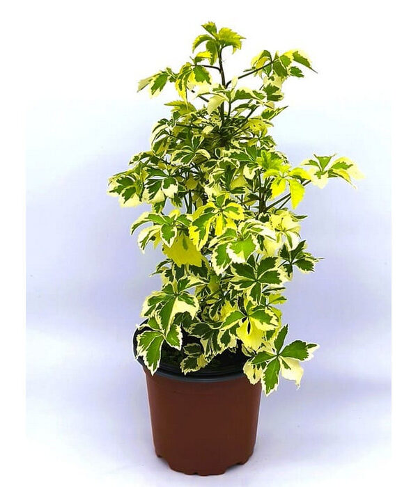 Ginseng ornamental