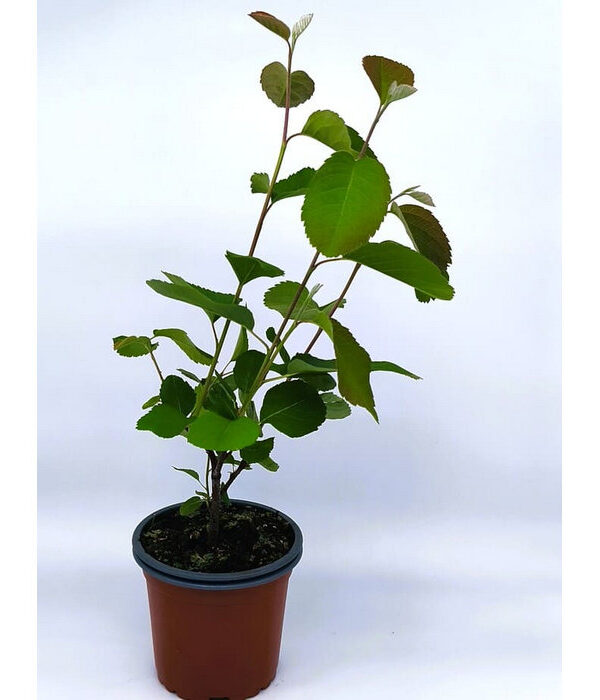 Guillomo de Saskatchewan fruto comestible