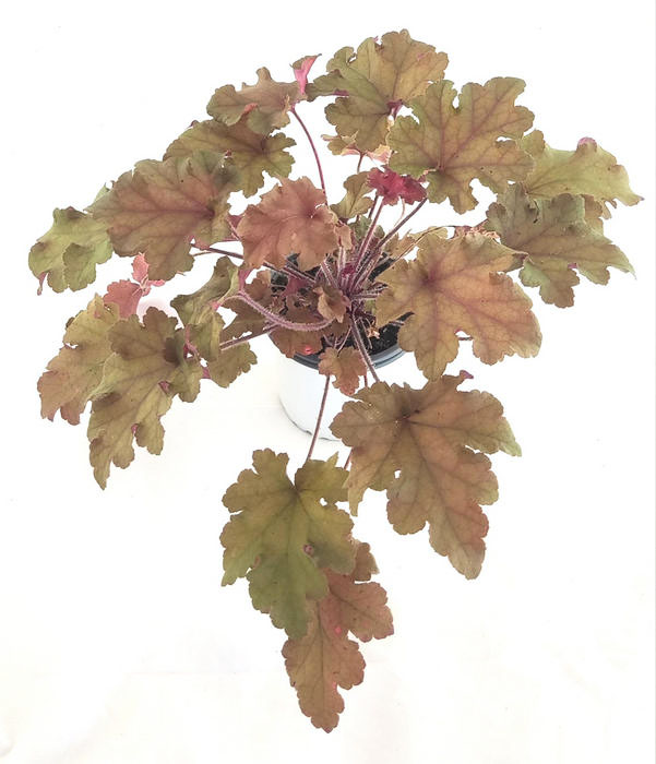 Heuchera naranja marmalade