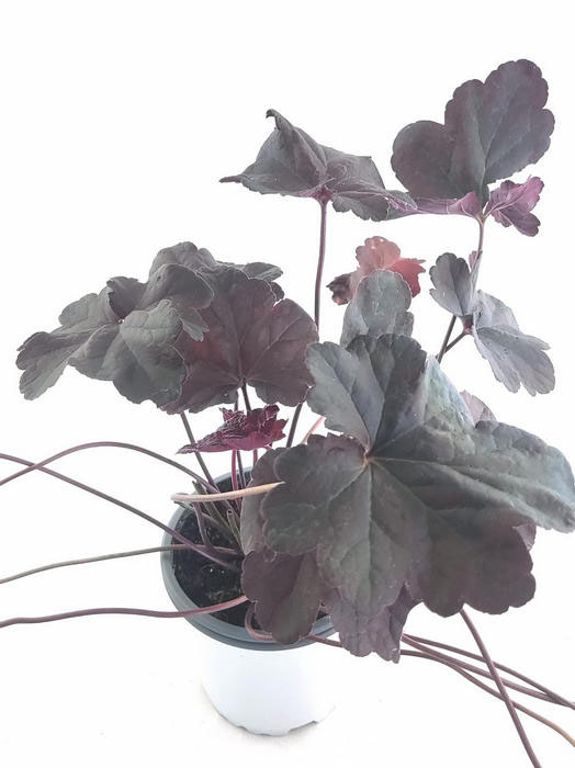 Heuchera purpura obsidian