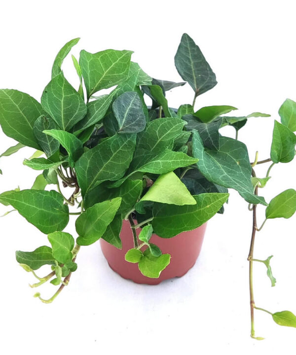Hiedra interior verde lanceolata