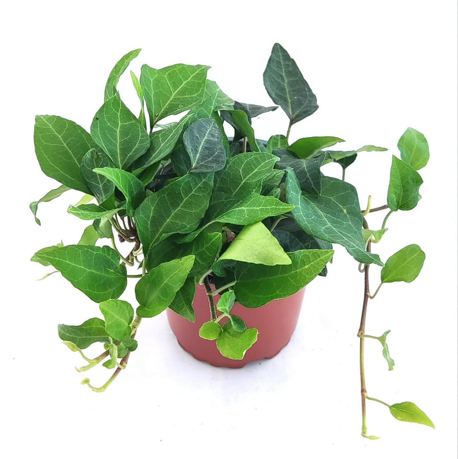Hiedra interior verde lanceolata
