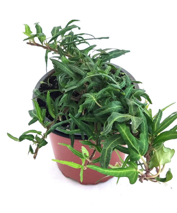 Hiedra interior verde tridentata fina
