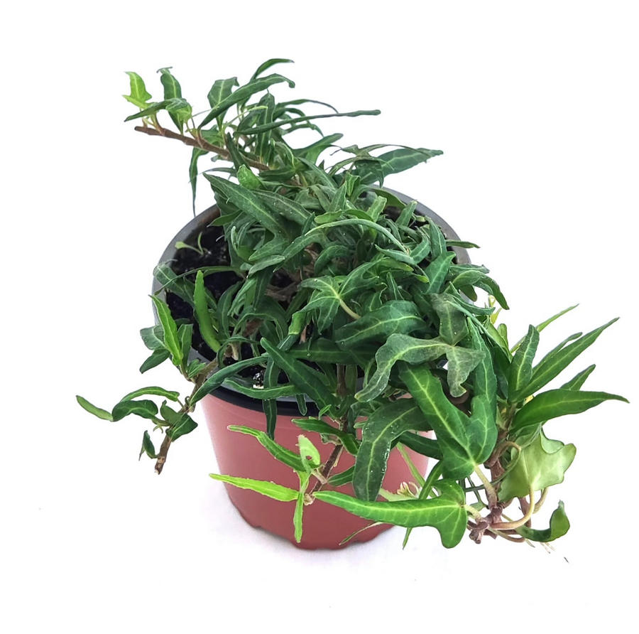 Hiedra interior verde tridentata fina