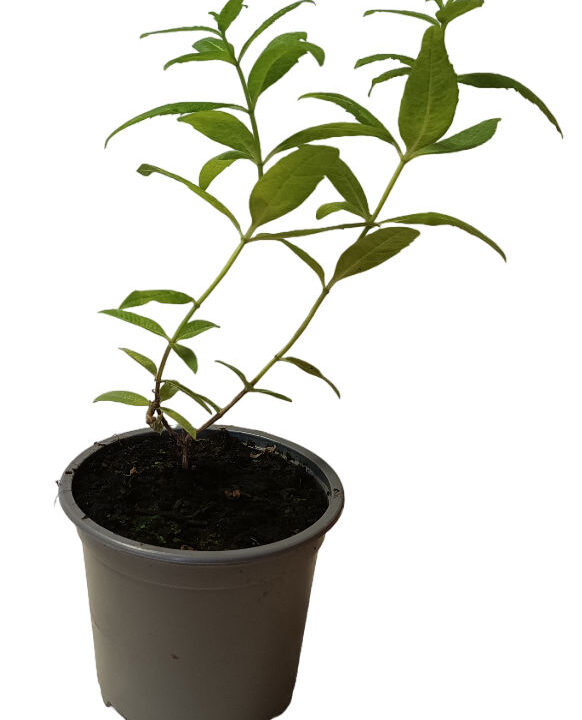 Hierbaluisa aroma a menta