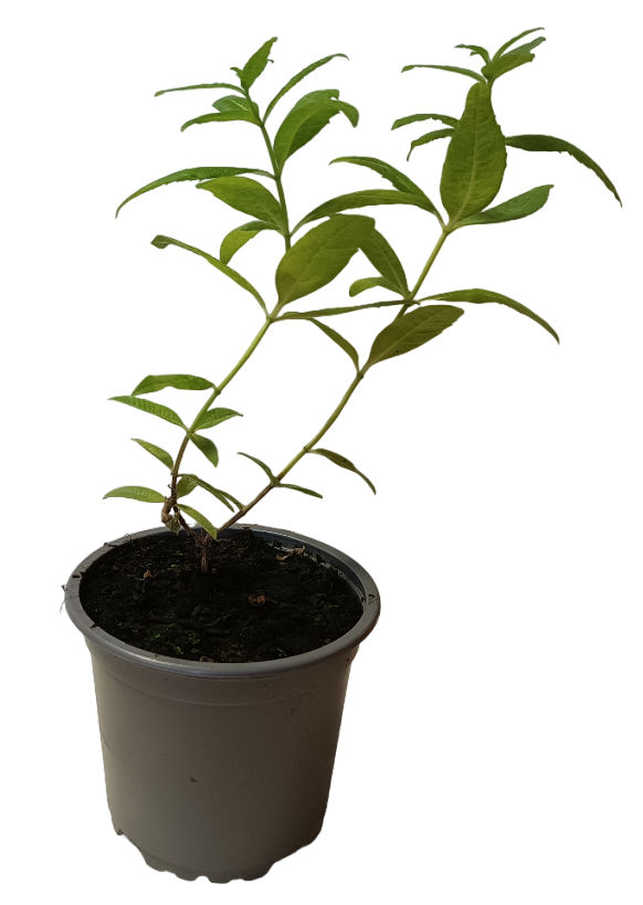 Hierbaluisa aroma a menta