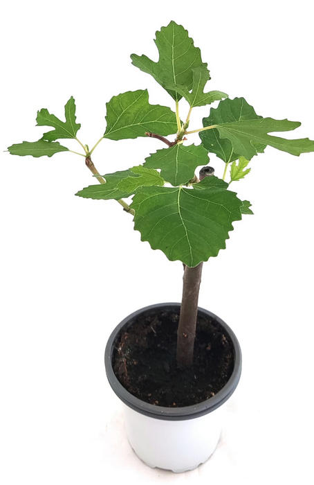 Higuera negra fruto dulce mini