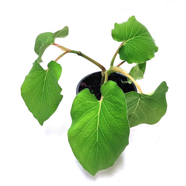 Hoja santa