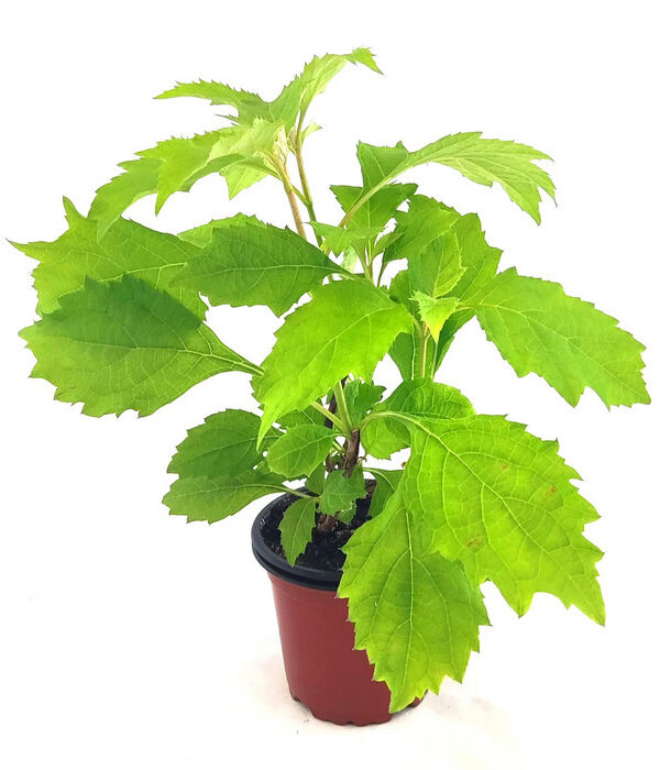 Hortensia hoja roble