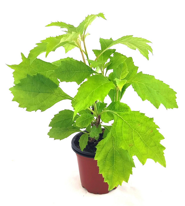Hortensia hoja roble