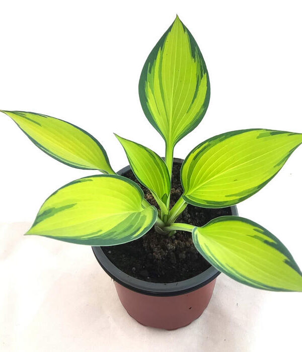 Hosta june x tardiana