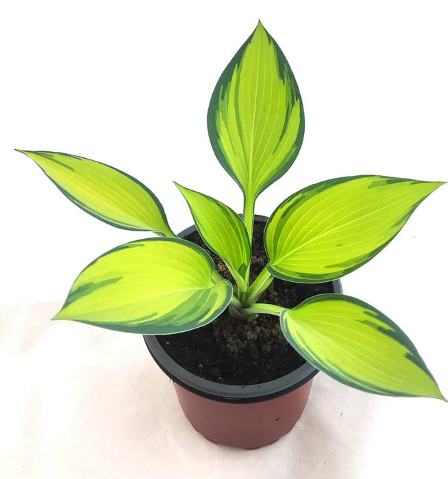 Hosta june x tardiana