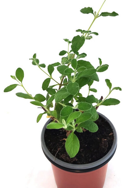 Jara hoja salvia