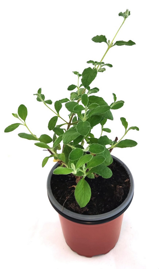 Jara hoja salvia