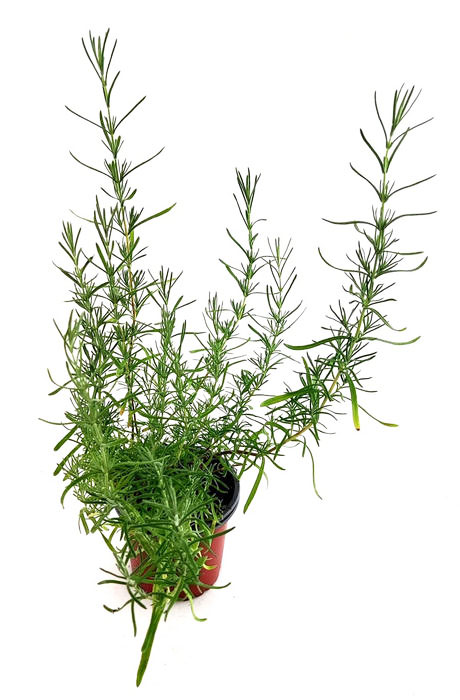 Lavanda cantueso pedunculata