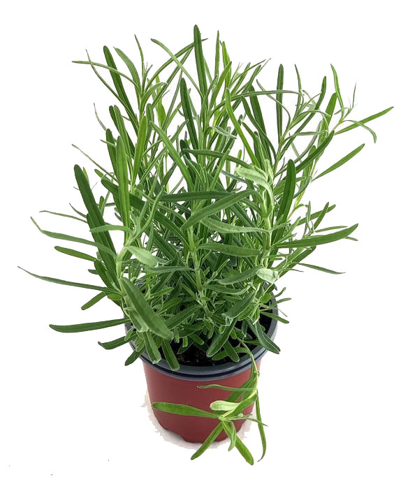 Lavanda angustifolia flor azul