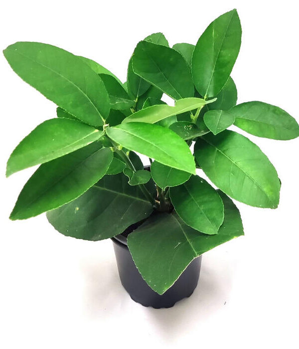 Limonero ponderosa