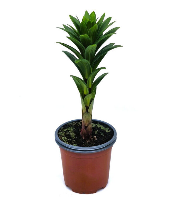 Lirio blanco "albidona"