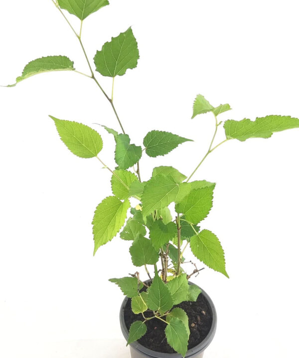 Morera enana "mojo berry"
