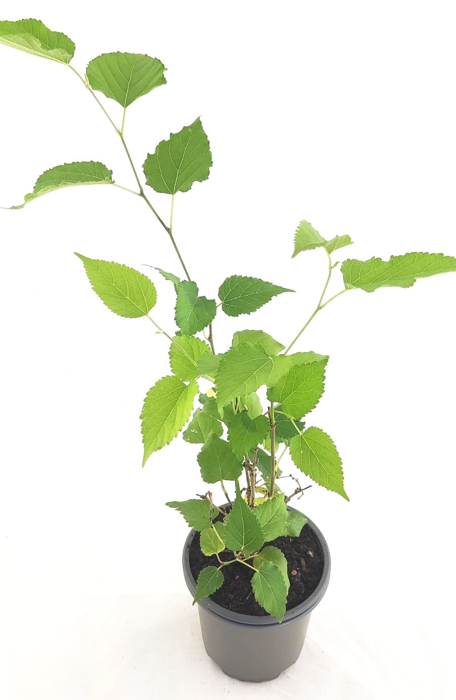 Morera enana "mojo berry"